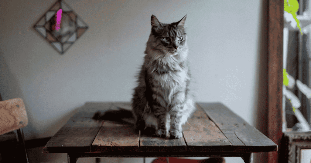 木製テーブルの上に座る猫